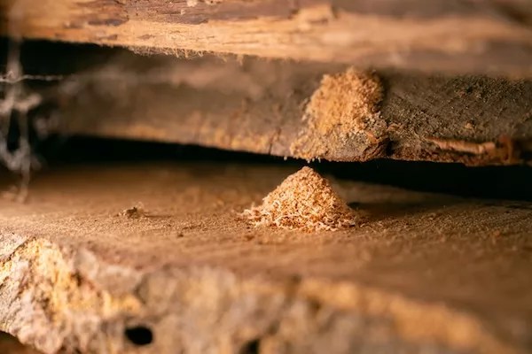 HOLZSCHUTZ GEGEN INSEKTEN - BST-Hygiene